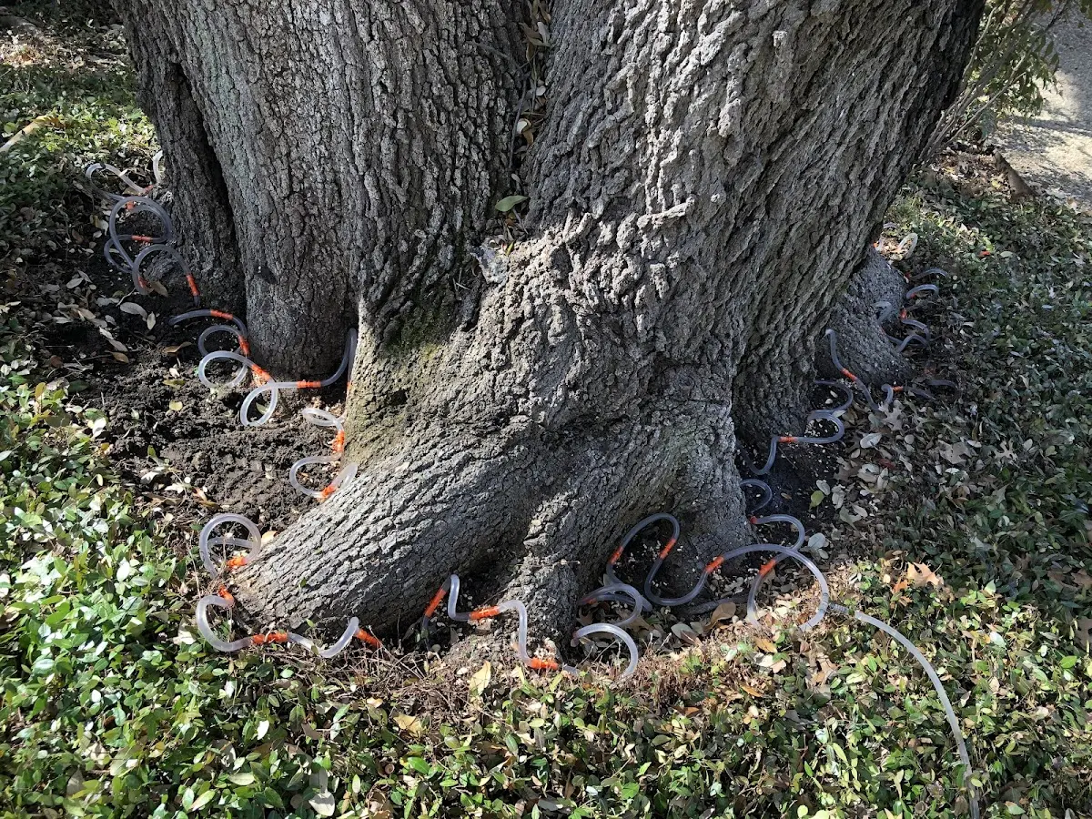 Detailed Tree Cabling and Bracing job site in Valley Park