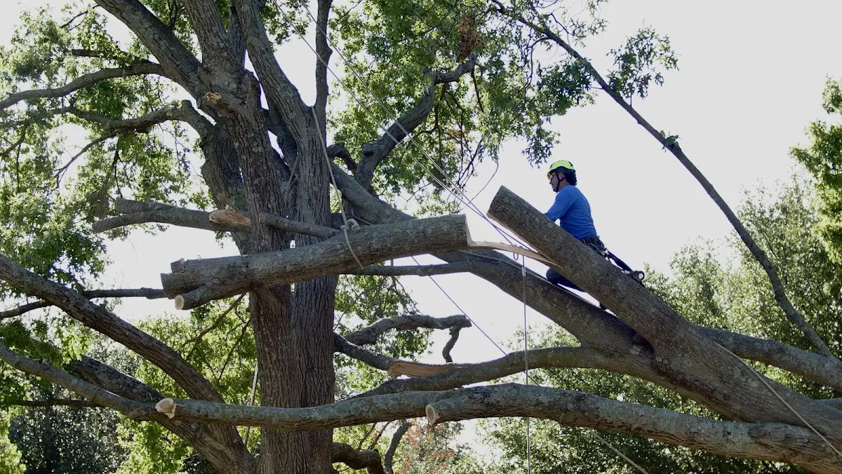 Professional Hazardous Tree Removal performed by certified arborists in Valley Park