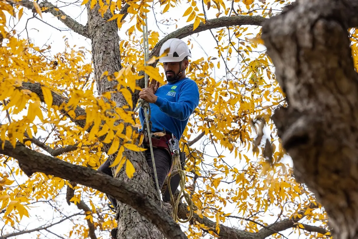 Skilled Tree Trimming crew working in Valley Park